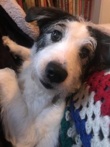 Muggle, a scruffy black-and-white dog, looking up with one ear tilted