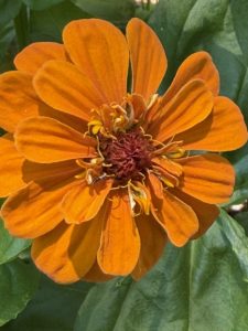 Close up photo of an orange zinnia bloom.