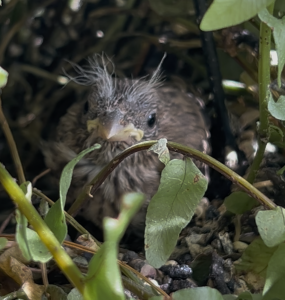 A baby house finch with scraggly eyebrows sits tucked into a fern